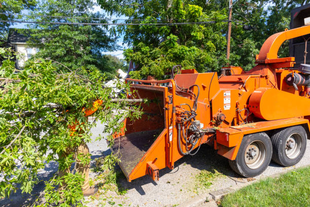 Dalton Gardens, ID Tree Service Company